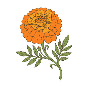 Marigold flower vector illustration, Isolated on white