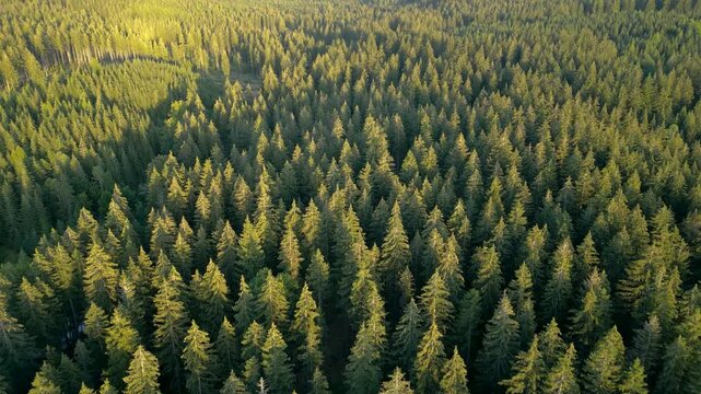 Aerial view gliding over dense evergreen tree forest in golden sunlight Swieradow-Zdroj Poland