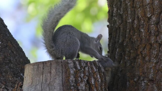 Three juvenile western gray squirrels (Sciurus griseus) wrestle and tumble in a California black oak, Lassen County, California.