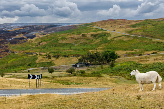 Sheep standing on dry grass beside rural road on Llangynidr Moors, Wales, wildfire smoke and blackened burnt hillside in Brecon Beacons behind