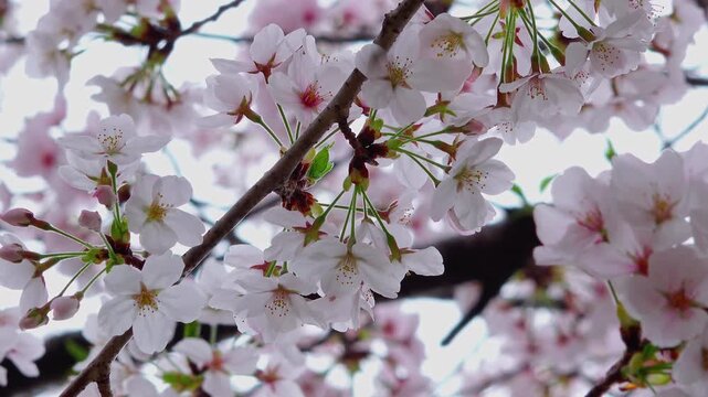 Close-up of blooming cherry blossoms gently swaying in a light spring breeze in high key lighting