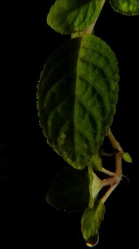 Macro rain falling on fresh green mint leaf with visible veins Vertical Video 2160p 24fps
