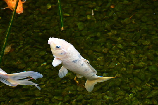 CARPAS KOI