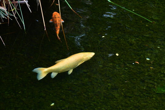 CARPAS KOI