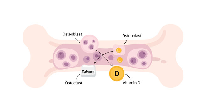 Bone Remodeling: Osteoblasts, Osteoclasts, Calcium, and Vitamin D Interaction