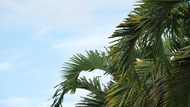 Tropical Palm Tree Leaves Against Clear Blue Sky