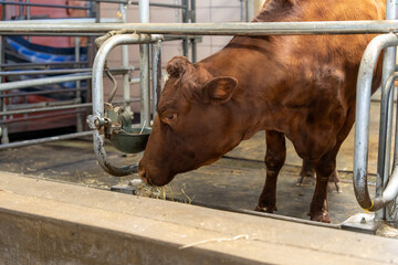 Brown Cow Eating Hay in Livestock Pen at Farm © Olha Semeniv