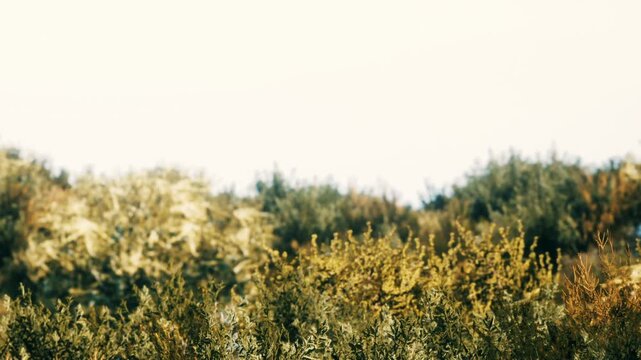 A variety of bushes and green trees. The photo captures dense foliage under a clear sky. Sunlight shines on the leaves, creating a bright environment.