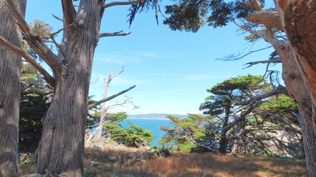 View of Point Lobos, California,