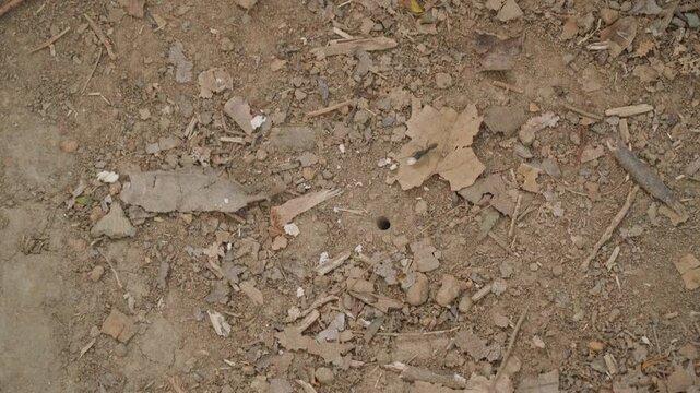 Close up of dry soil with scattered leaves twigs and small debris. Ground texture detail includes cracked earth fragments in natural daylight setting. Composition focuses on ground level