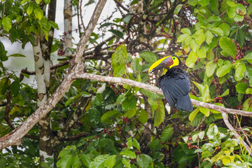Yellow-throated Toucan (Ramphastos ambiguus) perched on a branch showing its colorful bill in a Costa Rican rainforest © Teresa