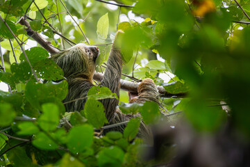 Hoffmann’s Two-toed Sloth (Choloepus hoffmanni) feeding on leaves in the lush tropical rainforest canopy, Costa Rica. © Teresa