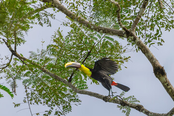 Yellow-throated Toucan (Ramphastos ambiguus) spreading its wings to take flight from a tree branch in Costa Rica © Teresa