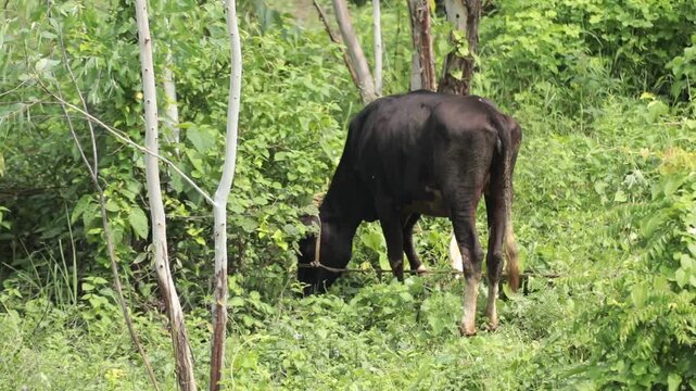 A black cow grazing on green grass in a field and a cattle egret is also there