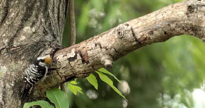  A Brown Fronted Woodpecker (Dendrocoptes auriceps or Leiopicus auriceps) pecking on the branch of a walnut tree