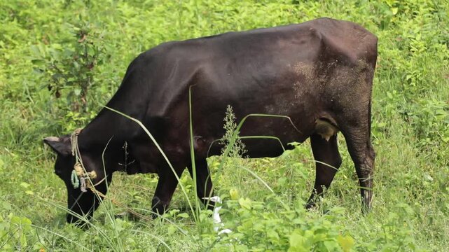 A black cow grazing on green grass in a field and a cattle egret is also there