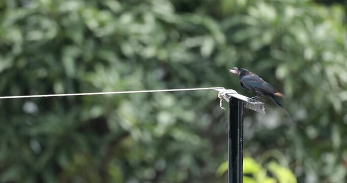  A Black Drongo (Dicrurus macrocercus) feeding on an insect