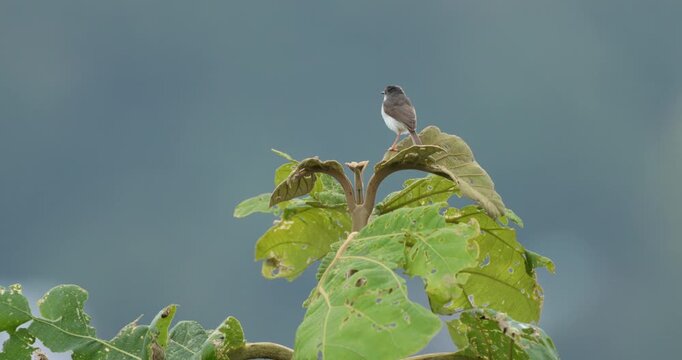 An Ashy Prinia (Prinia socialis) on top of a Sagwan tree (Tectona grandis)