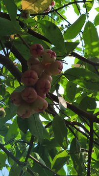 Close-up of Syzygium aqueum fruits growing naturally on a tree branch, surrounded by green leaves and textured stems, highlighting the fresh appearance of this tropical fruit-bearing plant.