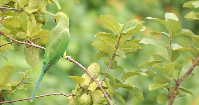 A Ring-necked Parakeet
Psittacula krameri on a Guava tree
