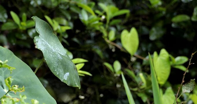 raindrops falling on a big lef during monsoons