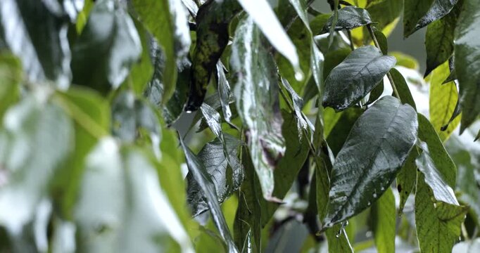Rain drops falling on the leaves of a walnut tree