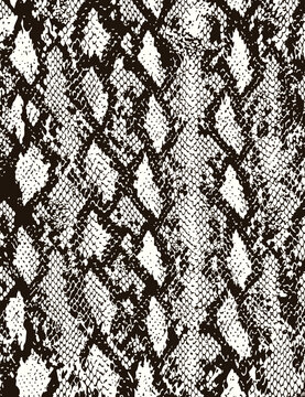 Black and White Snake Skin Vector Pattern with Reptile Scale Texture