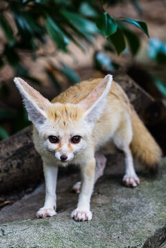A close-up of an adorable big-eyed fennec fox from the front
