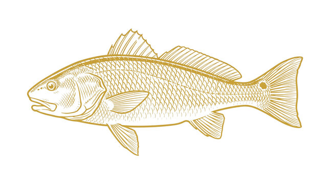Vintage redfish illustration, gold line art of a red drum fish. Hand drawn saltwater fish sketch for seafood menus and fishing logos.