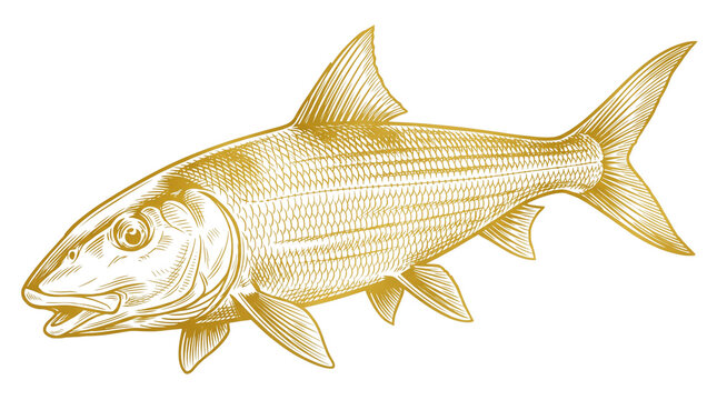 Vintage bonefish engraving, gold fish illustration on white background, antique marine life sketch for fishing logos and nautical decor