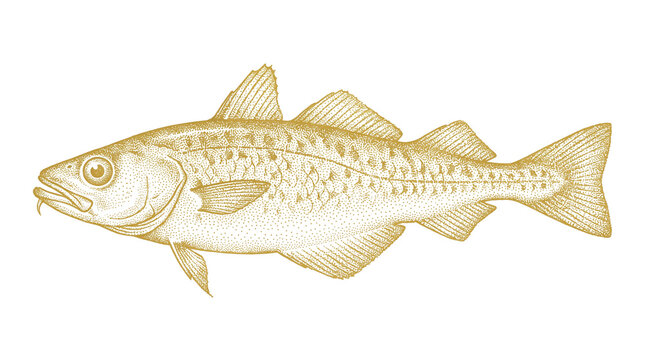 Vintage cod fish illustration, antique seafood engraving on white background, retro hand drawn atlantic cod for restaurant menu design