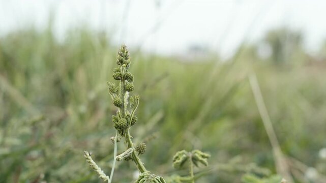 *Mimosa pudica* L. growing wild by the lakeside; the video was filmed against the backdrop of a tranquil lake setting #2