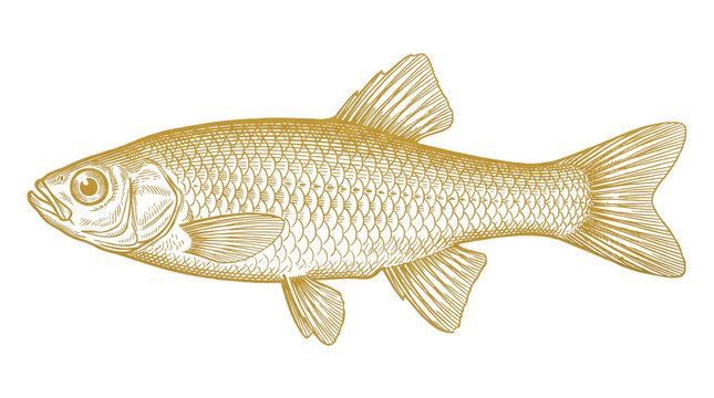 Vintage gold fish illustration, antique etched minnow drawing, golden aquatic animal sketch on white background