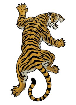 tiger vector illustration