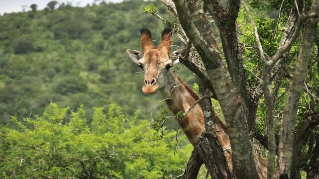 Giraffe peeking from behind tree in savanna wildlife park, slow motion footage.
