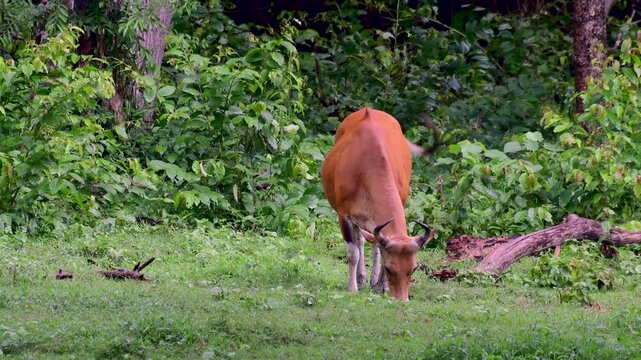 Banteng grazing peacefully in open meadow within lush tropical forest habitat.