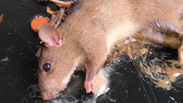 A sticky glue trap used for controlling mouse pests, illustrating a common household rodent management method for preventing infestations and protecting food storage areas.