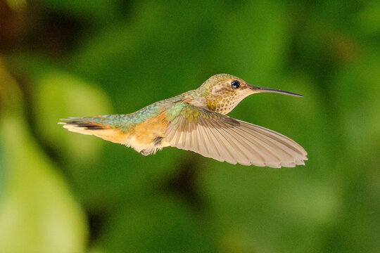 Anna's Hummingbird 2