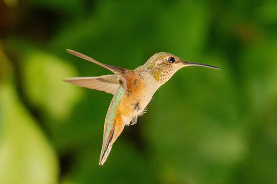 Anna's Hummingbird 1