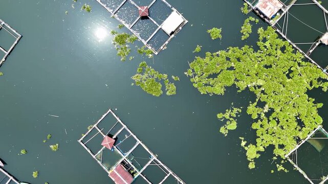 Aerial view of floating fish farms and aquatic plants on the surface of Waduk Cirata in Cianjur, West Java, Indonesia.