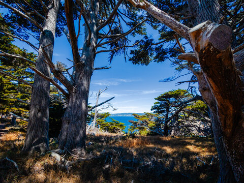 View of Point Lobos, California,