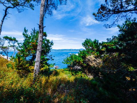 View of Point Lobos, California,
