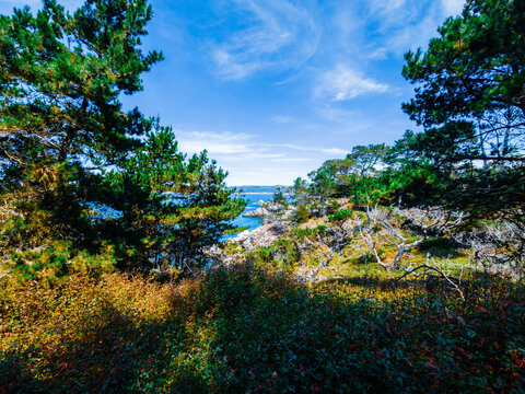 View of Point Lobos, California,