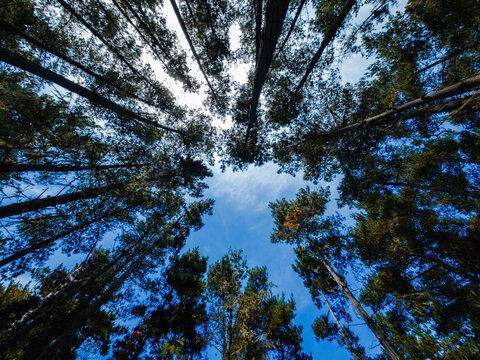 view of California forest