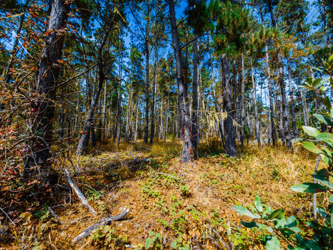 view of California forest