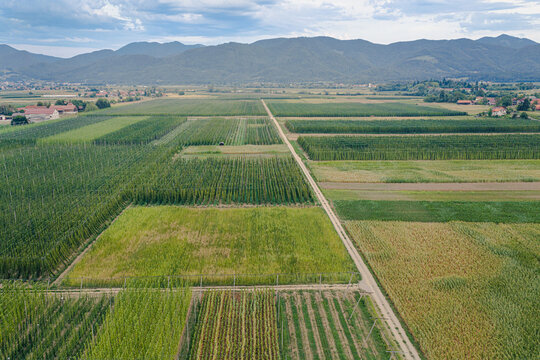 Aerial view of the lush hop fields in the Savinjska Valley with rows of green plants, dirt paths, and distant mountains under a cloudy sky in Slovenia.