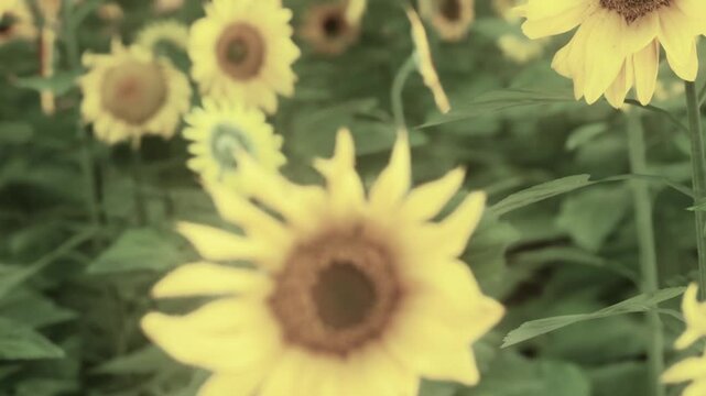 Sunflowers bloom in a field with many green leaves. Each flower stands tall under bright daylight. The scene shows a vibrant field with a mix of sunflowers and greenery.