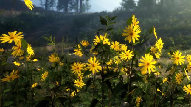 A group of yellow flowers grows in a field during daytime. Trees and mountains can be seen in the background. The flowers look vibrant under the sunlight.