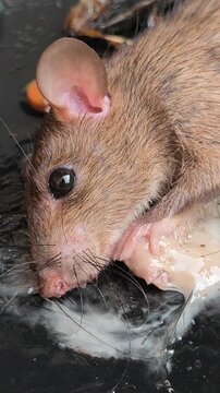 A sticky glue trap used for controlling mouse pests, illustrating a common household rodent management method for preventing infestations and protecting food storage areas.