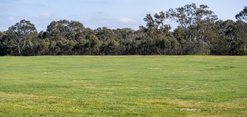 Fototapeta premium A wide open green lawn field with a dense tree line of native eucalyptus trees in the background. &nbsp;A natural grass background or copy space texture of large parkland in Melbourne, Australia.